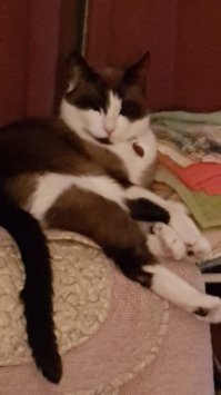 Почему дома нужен котик