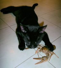 И ведут пьяные беседы с новыми друзьями