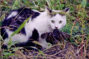 во ты повеселил!
"Выводки гренадеров ... на балканах" (c)