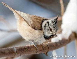 Семейство Синицевые - Paridae.

В Беларуси - P. c. cristatus. 

Обычный гнездящийся оседлый и кочующий вид. Встречается повсеместно, возможно, в северной половине несколько чаще.