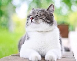 Продолжайте же говорить мне приятности.  Не останавливайтесь!