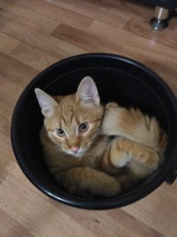 Мой котяра источник хорошего настроения, вот недавно нашел "аномальное" место.