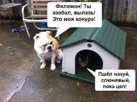 Почему дома нужен котик