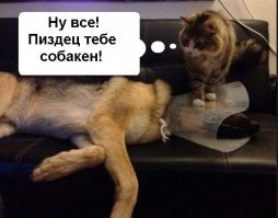 Почему дома нужен котик