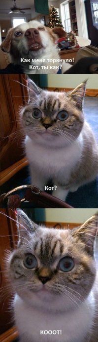 Почему дома нужен котик