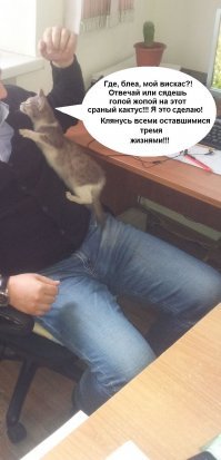 Почему дома нужен котик