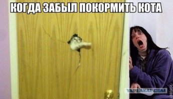 Почему дома нужен котик