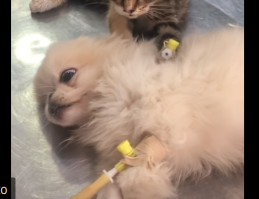 Нифига себе "утешил"))) Чуть бедного пёсика на клочья не разодрал))