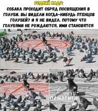 Прикольные и смешные картинки