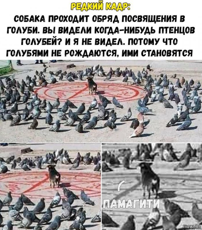 Прикольные и смешные картинки