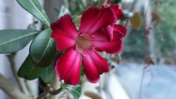 адениум жеж