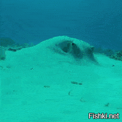 Чёйто подозрительно.