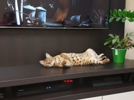 Почему дома нужен котик