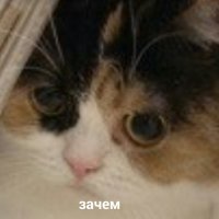 Прикольные и смешные картинки