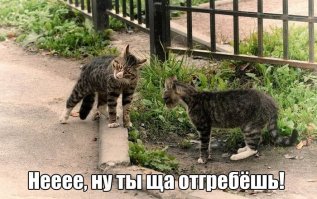 Как кошка с кошкой