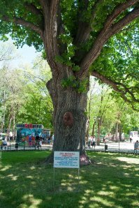 Дуб в Детском Парке г. Симферополь. По оценкам специалистов имеет возраст от 600 до 750 лет.