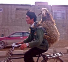 Вот, транспортное средство мощностью в 1 ослиную силу. Мощности хватает, чтобы перевезти одного осла и одного барана.