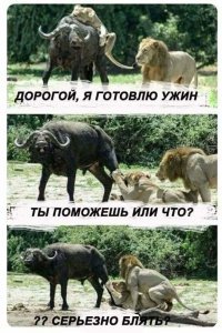 Рык любви: брачные игры львов в заповеднике Масаи-Мара
