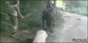 Межвидовой конфликт: кунг-фу корова в прыжке сбила ногами мотоциклистку