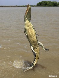 Ты а#уеешь, они еще и из воды на пару метров могут выпрыгивать!