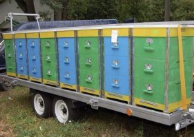 Пчеловоды,на грузовых машинах,кузова которых заставлены ульями,вывозят летом их в поля,в период цветения какой-нибудь культуры или просто в поля.Там открывают летки ульев и пчелы занимаются своей работай. На пасеках,иногда приходится ремонтировать и электрооборудование,что бы не вызывать электрика. Так,что ничего удивительного нет,просто необходимость заставляет осваивать смежные профессии.