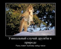 Пёс спас из воды тонущую кошку