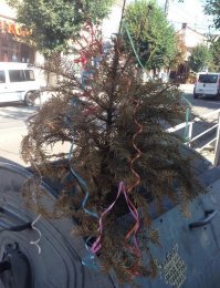 Впервые в России посчитали число тех, кто хранит свою елку до лета