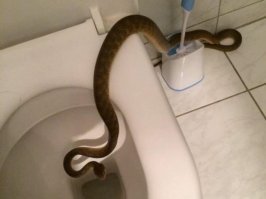 Я конечно так себе эксперт, но змея на картинке ядовитая, да и вообще в Австралии. чуть ли не 90% змей ядовитые, так что, очень вероятно, умрете Вы, не от сердечного приступа