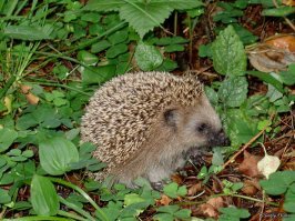 Такой милый зверёк!