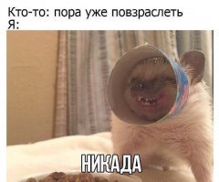 Ёж по кличке Рик поздравляет всех с наступающими праздниками