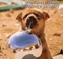 We Rate Dogs: лучшая выставка собак в интернете