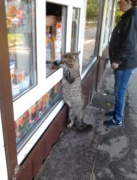 Прикольные и смешные картинки