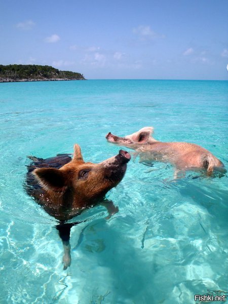 Некоторым свиньям живётся лучше чем людям...