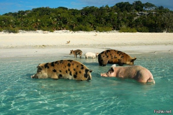 Некоторым свиньям живётся лучше чем людям...