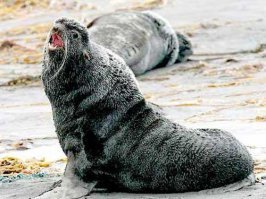 Достаточно посмотреть на морду.