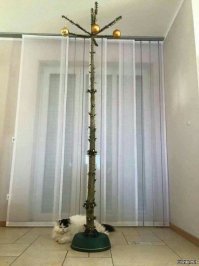 Кот и новый год