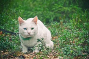 Хорошие котейки, добряки они. Эх защемило маненько. Лет десять прожил у меня тоже такой.