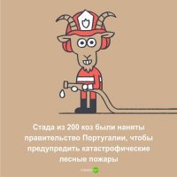 "стада наняты" 

Может, всё-таки, арендованы???