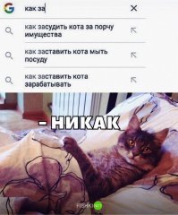 Смешные фото с котами 