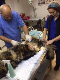 Читаю комменты и поражаюсь циннизму людей. Да животины в тысячу раз человечнее, честнее и преданнее чем очень многие люди. Вот прямо наисвежайшая история. У нас на рынке живёт группа собак. Все стерилизованы и живут дружной компашкой. Как то пропал один пёс, не было более двух недель. Его самая преданная подружка Рыжуля тоже стала очень редко появляться. Когда пёс снова пришёл, то у него вокруг тела были ужасающие раны. Но, видимо попал в петлю браконьера и таки смог вылезти из неё, но какой ценой.
Ему было очень плохо и та самая подружка его не просто поддерживала, облизывая, но и отгоняла всех собак, опекая его, так как не всякая мать ребёнка (скорее всего когда её не было, она была с ним, попавшем в западню). Когда мы отвезли его в клинику на операцию и последующий стационар, она его ждала, не ела, постоянно заглядывала в закуток, где он лежал, но не уходила, как будто точно поняла наши заверения, что его полечат и он вернётся. А как встречала! И до сей поры следит, не выпускает из поля зрения, поскольку он ещё не совсем здоров. На фото первом встреча верной подруги и страдальца. На втором самое безобидное фото, что прислали нам ветеринары, оперировавшие пса. Ну и ссылка на видео... Просто смотрите как в будке для беременной собаки появилась ещё мамаша и получились ясли. Животные могут договориться и сосуществовать лучше, чем люди, наделённые даром речи и разумом.