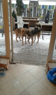 Читаю комменты и поражаюсь циннизму людей. Да животины в тысячу раз человечнее, честнее и преданнее чем очень многие люди. Вот прямо наисвежайшая история. У нас на рынке живёт группа собак. Все стерилизованы и живут дружной компашкой. Как то пропал один пёс, не было более двух недель. Его самая преданная подружка Рыжуля тоже стала очень редко появляться. Когда пёс снова пришёл, то у него вокруг тела были ужасающие раны. Но, видимо попал в петлю браконьера и таки смог вылезти из неё, но какой ценой.
Ему было очень плохо и та самая подружка его не просто поддерживала, облизывая, но и отгоняла всех собак, опекая его, так как не всякая мать ребёнка (скорее всего когда её не было, она была с ним, попавшем в западню). Когда мы отвезли его в клинику на операцию и последующий стационар, она его ждала, не ела, постоянно заглядывала в закуток, где он лежал, но не уходила, как будто точно поняла наши заверения, что его полечат и он вернётся. А как встречала! И до сей поры следит, не выпускает из поля зрения, поскольку он ещё не совсем здоров. На фото первом встреча верной подруги и страдальца. На втором самое безобидное фото, что прислали нам ветеринары, оперировавшие пса. Ну и ссылка на видео... Просто смотрите как в будке для беременной собаки появилась ещё мамаша и получились ясли. Животные могут договориться и сосуществовать лучше, чем люди, наделённые даром речи и разумом.