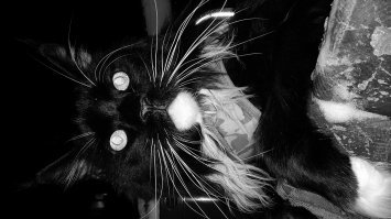 У моего тоже самое любимое место на плечах хозяйки:)