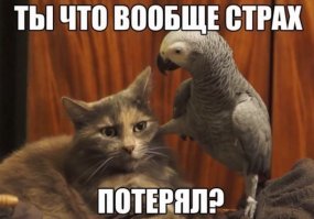 Гифки - Коты 