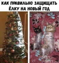 Смешные фото с котами 