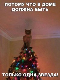 Смешные фото с котами 