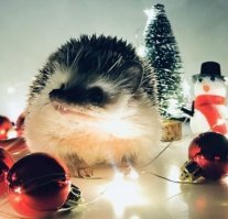 8. Новогоднее настроение 
 
...
Лисица вам ...
в ваш "антресоль"