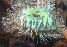 :Единственный подходящий вариант   это морской анемон, который, возможно, перевернулся с ног на голову после того, как его выбросило на берег.
видимо такие же ученые как я балерина.не скорее всего,это и есть гребешок,видов расцветки миллион,так же как и форм.учёные как дети,что то увидели и сразу это нло,что то инопланетное.единственными инопланетными созданиями,скорее всего представляют сами учёные)))))))))