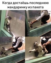 васька вылазь, пора к ветеринару
