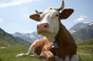 Тёлка в замешательстве