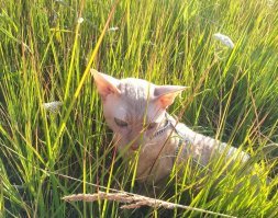 Я не знаю, нравится котам гулять или нет, но определённо стоит попробовать выйти с домашним котом на улицу. Вот мой кисулья -